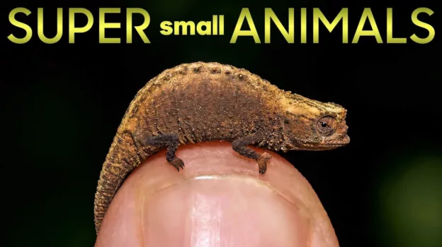 Super Small Animals