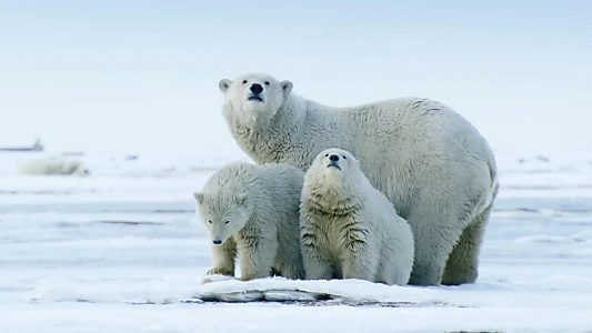 The Arctic: Our Last Great Wilderness