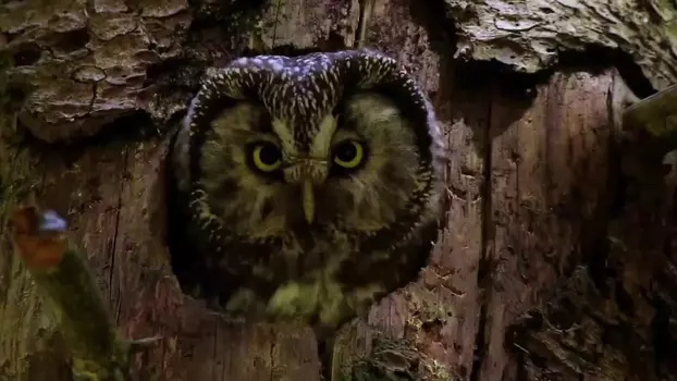 Owls: Masters of the Night