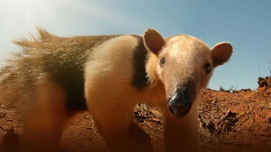 Watch South America's Weirdest Animals Trailer