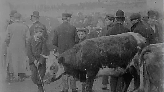 Watch Cattle Market in Derry Trailer