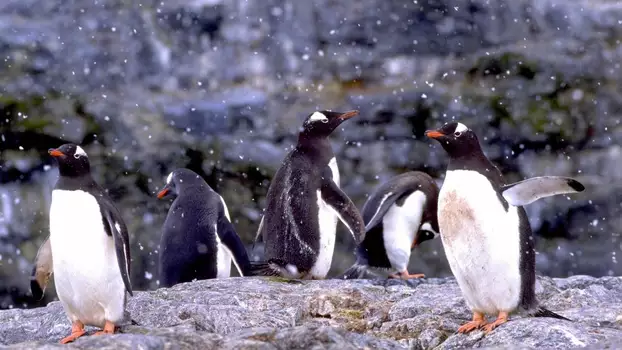 Watch The Penguin Counters Trailer