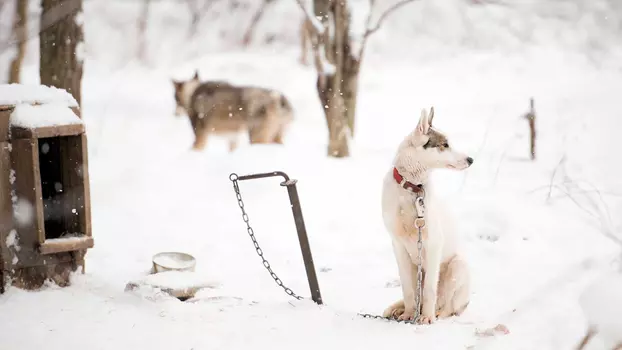 Watch Sled Dogs Trailer