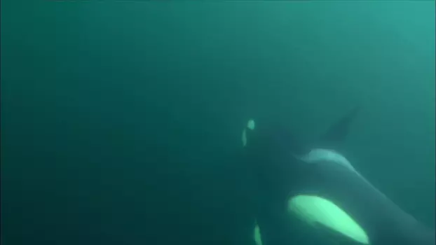Killer Whales - The Ultimate Guide