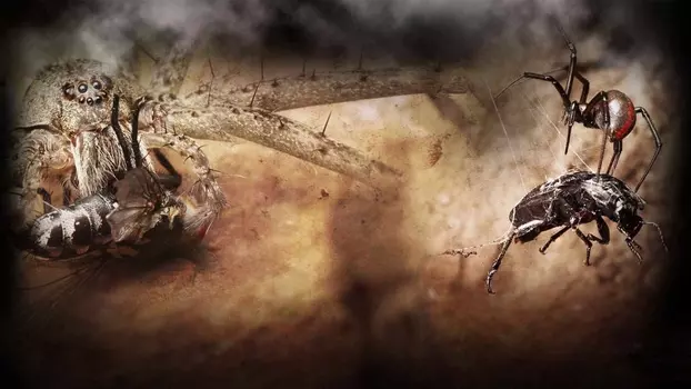 Watch Monster Bug Wars Trailer