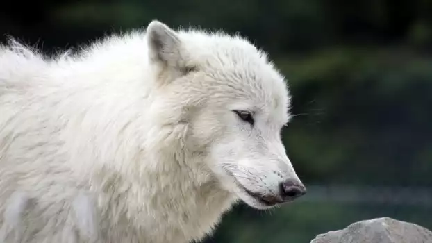 Watch White Wolves - A Cry in the Wild II Trailer
