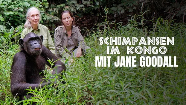 Watch Rescued Chimpanzees of the Congo with Jane Goodall Trailer