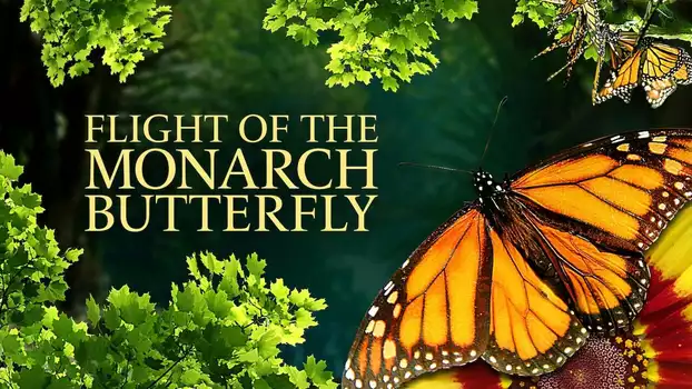 Flight of the Monarch Butterfly