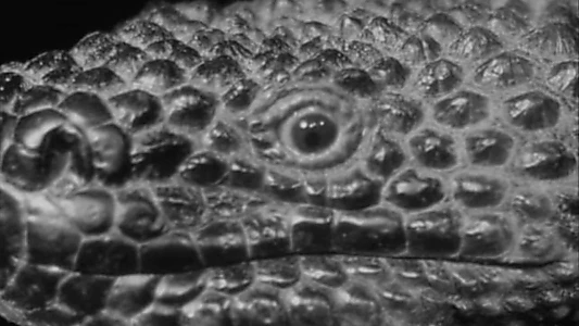 Watch The Giant Gila Monster Trailer