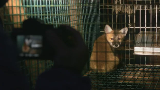 Watch Just Animals Trailer