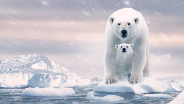Watch Polar Bear Trailer