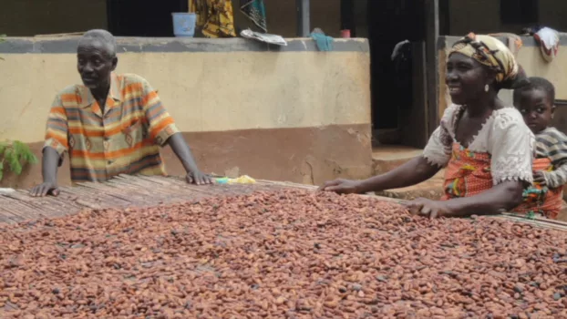 Doux-amer : cacao bio du Ghana