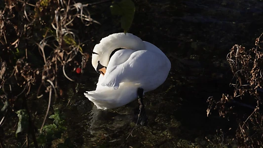 The Man and The Swans