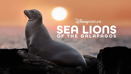 Sea Lions of the Galapagos
