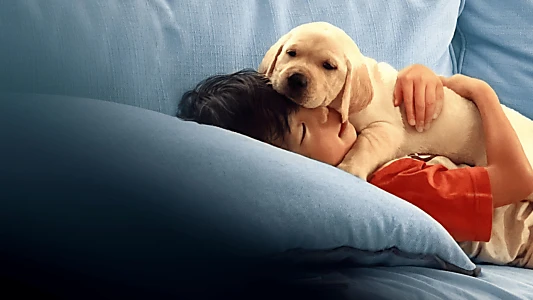 Pets