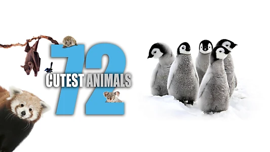 72 Cutest Animals