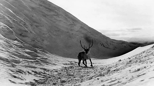 The White Reindeer