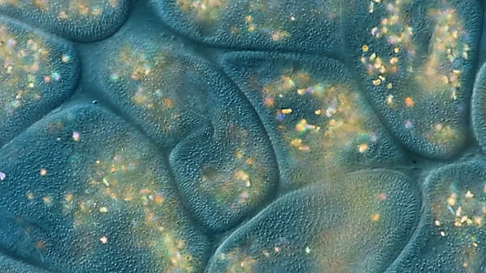 Journey to the Microcosmos