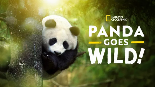 Panda Goes Wild