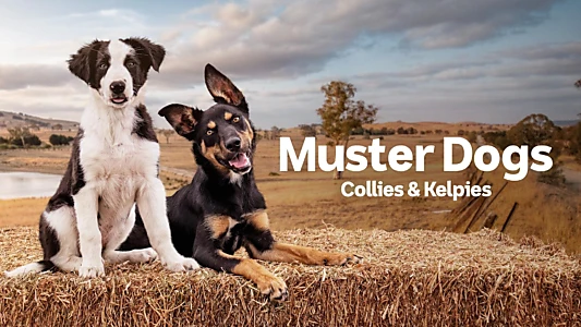 Muster Dogs