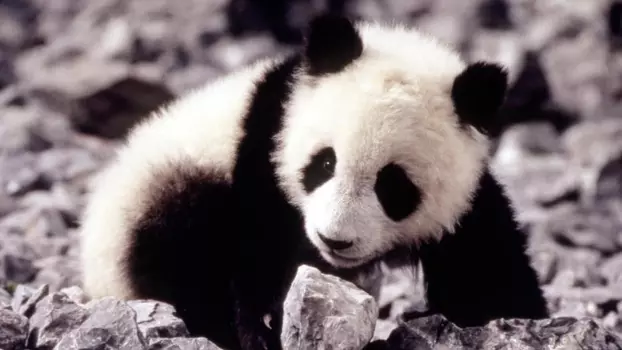 Watch The Amazing Panda Adventure Trailer