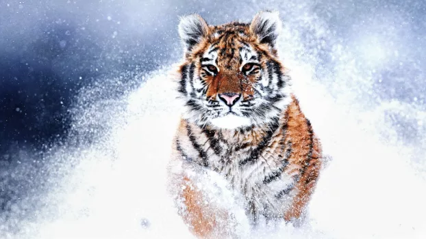 Watch Russia's Wild Tiger Trailer