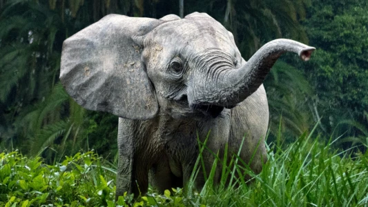 Watch Secrets of the Elephants Trailer