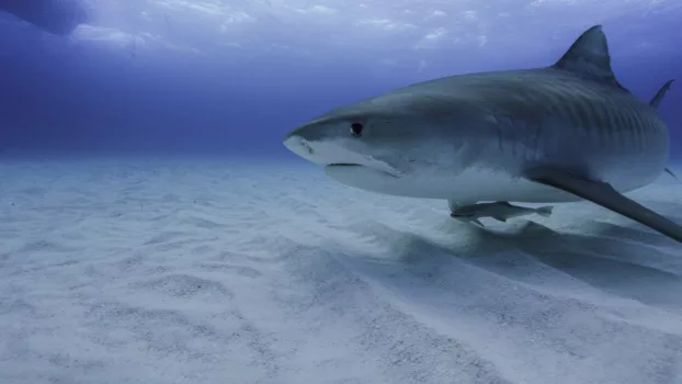 America's Deadliest Sharks