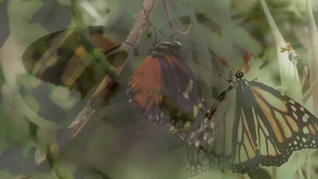 Las mariposas vuelan