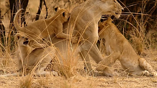 Watch Lion Country: Night and Day Trailer