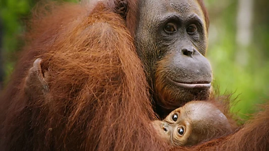 Red Ape: Saving the Orangutan