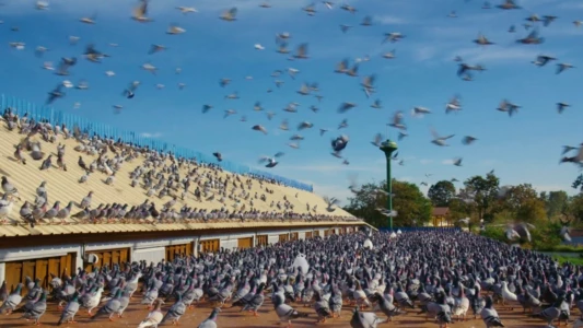 Watch Million Dollar Pigeons Trailer