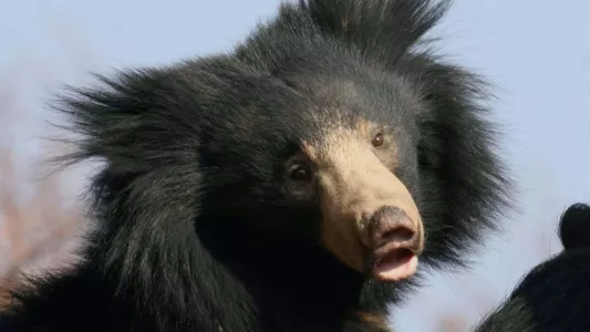 Sloth Bears: Birth of a Prince