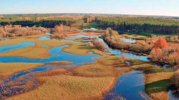 Erlebnis Erde: Die Elche von Matsalu – Estlands wilde Riesen