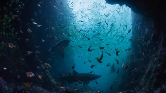 Watch Ocean Odyssey Trailer