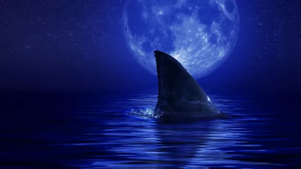 Watch Shark Side of the Moon Trailer