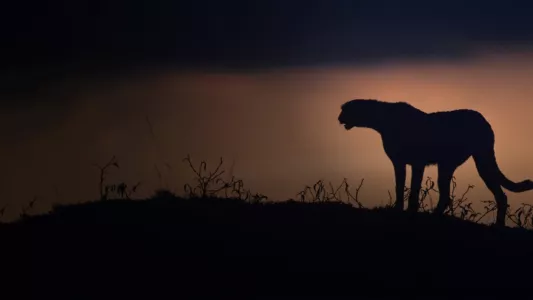 Watch Kalahari: Land of Secret Alliances Trailer