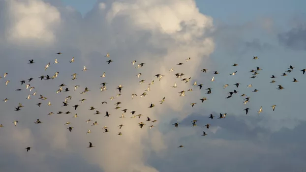 Watch Grutto! De reis van onze nationale vogel Trailer