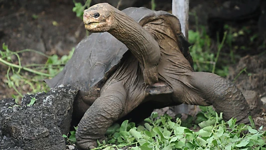 Lonesome George and the Battle for Galapagos