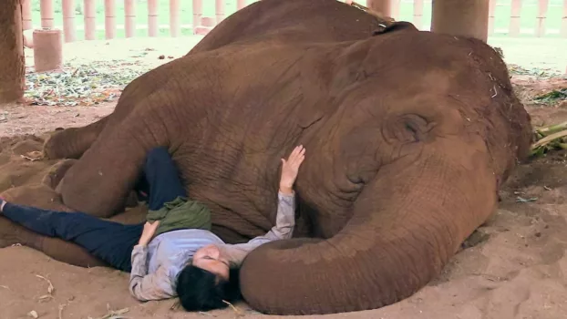 Watch Elephant Mother Trailer