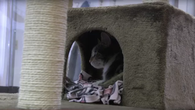 Watch A Day at the Cat Cafe Trailer