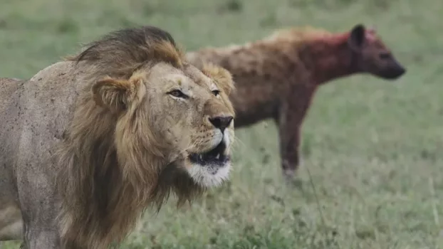 Watch Lions and Hyenas: Owners of Death, Guardians of Life Trailer