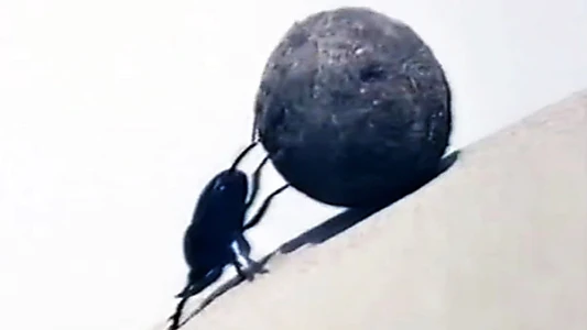 Dung Beetles