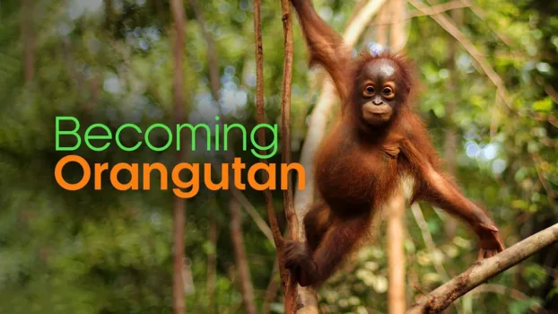 Watch Becoming Orangutan Trailer