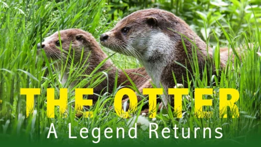 The otter, a legend returns