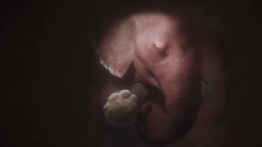 Watch In the Womb: Animal Babies Trailer