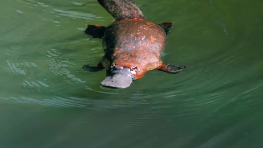 Platypus: World's Strangest Animal
