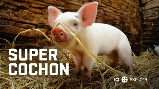 Super cochon