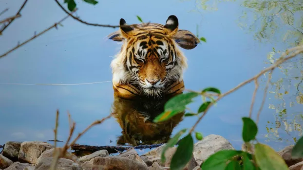 Watch Tiger 24 Trailer