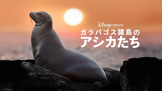 Sea Lions of the Galapagos